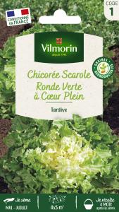 Chicorée Scarole Ronde Verte à Cœur Plein